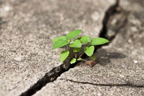 weed-growing-crack_shutterstock_60868711
